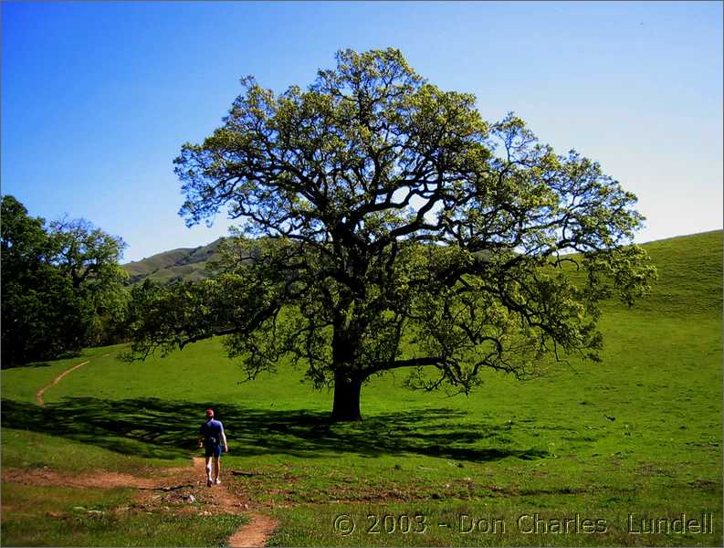 Jeff under a mighty oak