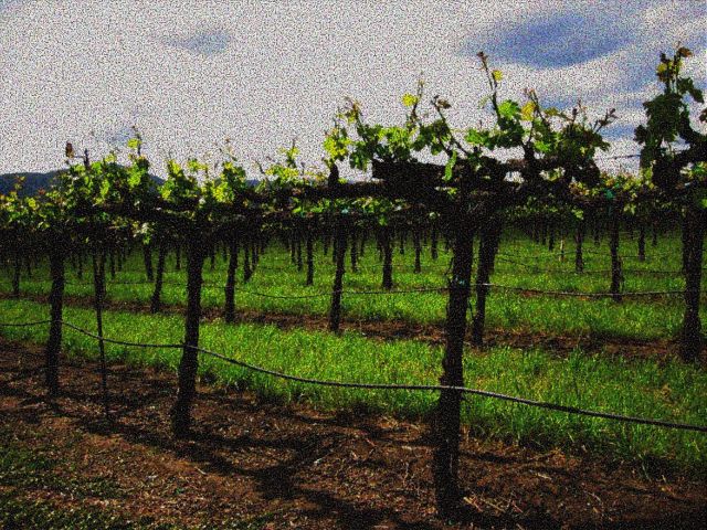 Vineyard at Silver Oak Winery