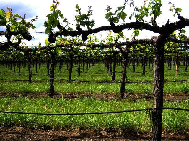 Vineyard at Silver Oak Winery