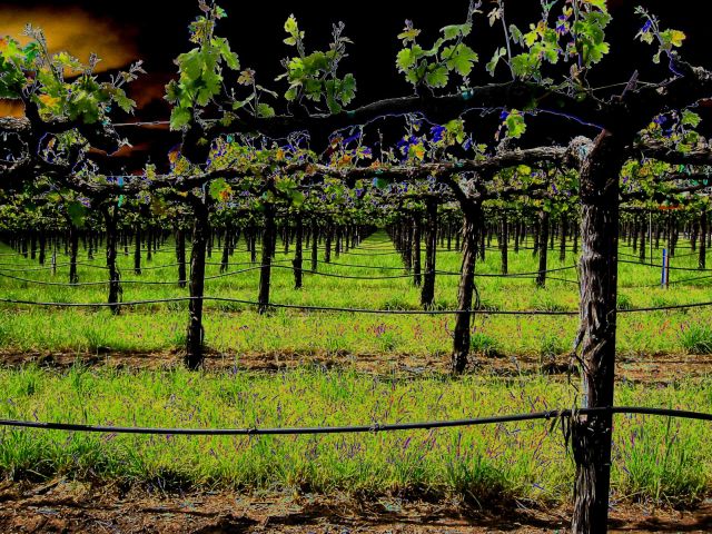 Vineyard at Silver Oak Winery