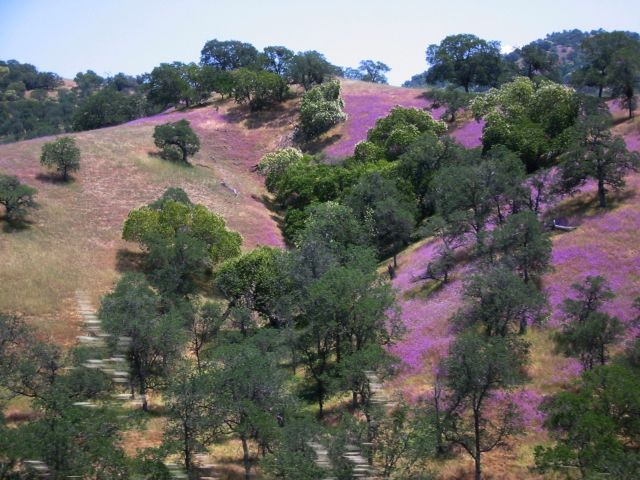 Flower-covered hillside