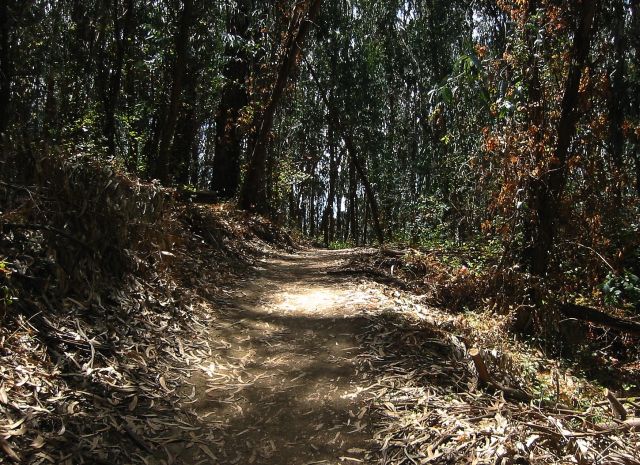 Eucalyptus stand