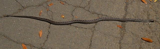 Garter snake