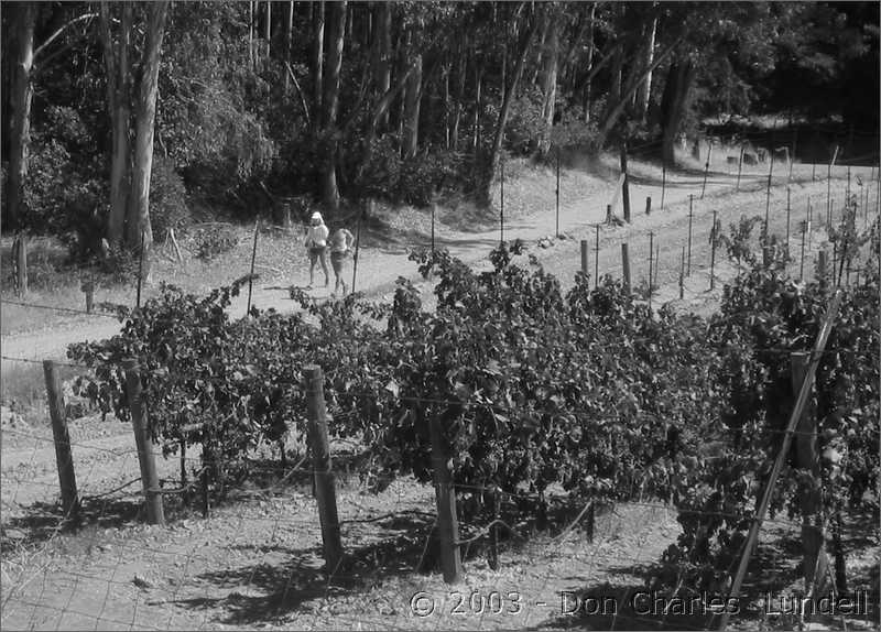 Lee and GIllian coming round the vineyard