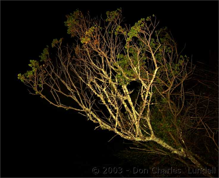 Nighttime tree