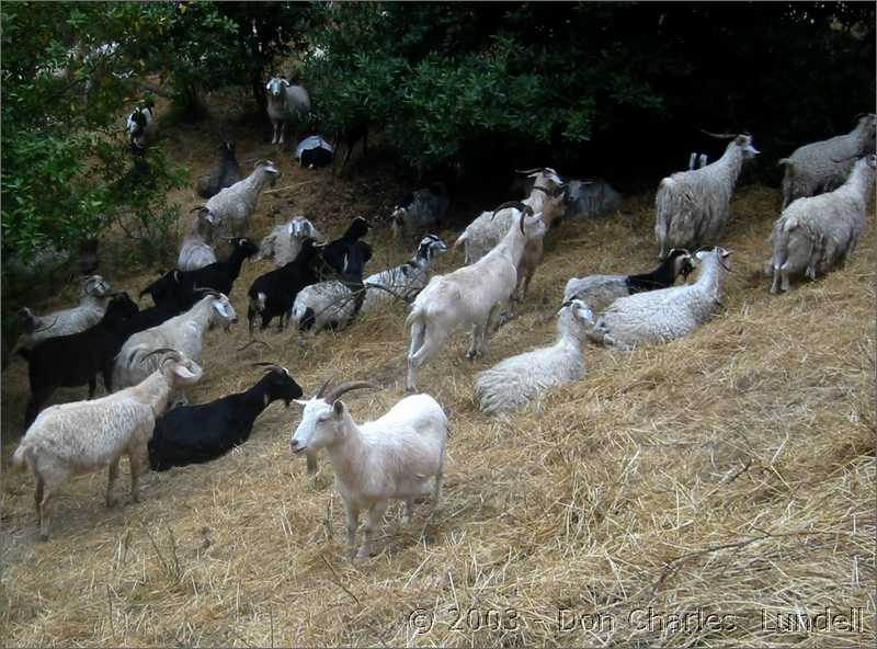 Lawn mowing goats