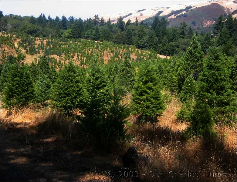 Christmas tree farm