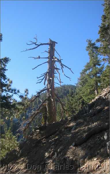 Gnarly pine