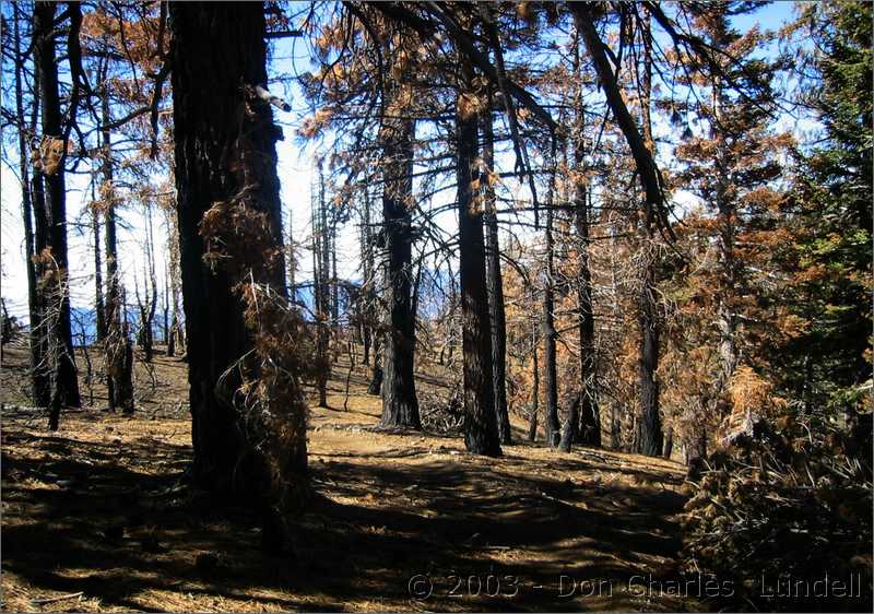 Forest fire damage