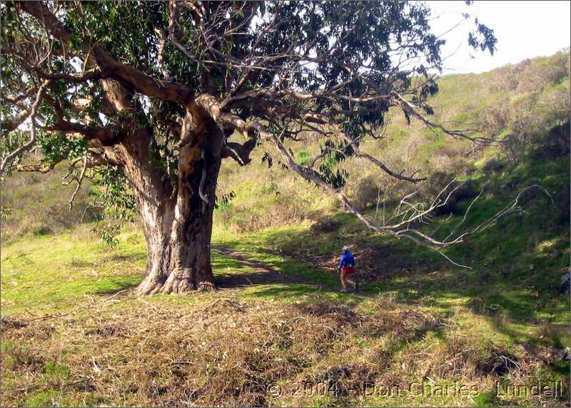 Gillian and a big oak tree