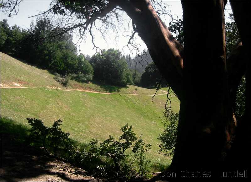 Oak tree and single-track
