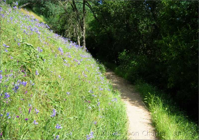 Hillside of Dichelostemma capitatum (blue dicks)