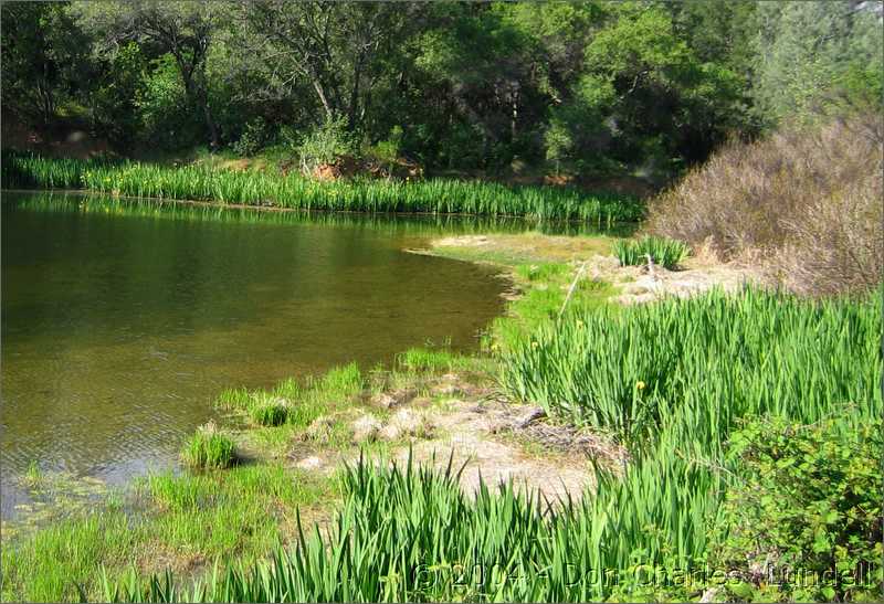 Pond with irises