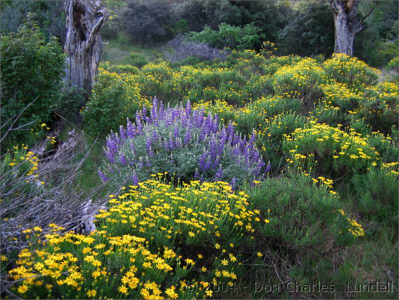 Lupines