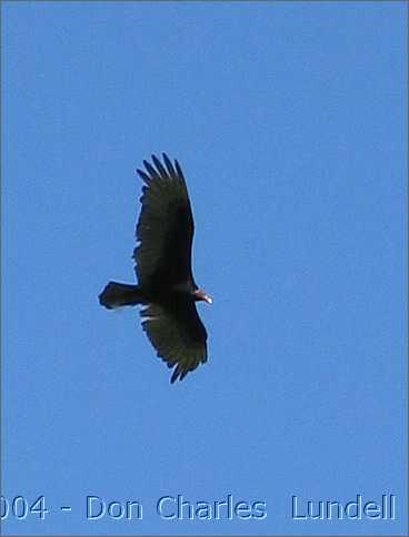 Turkey vulture (waiting for the runners to drop?)