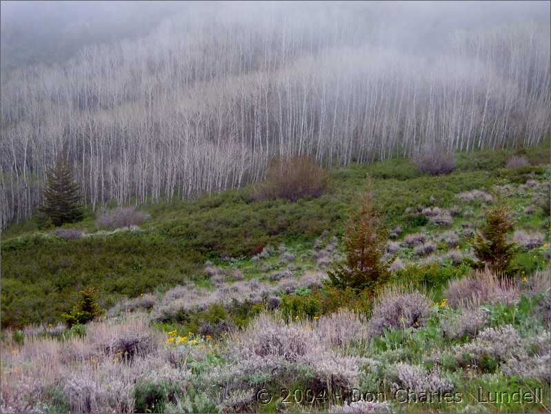 Aspens