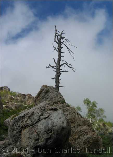 Craggy tree