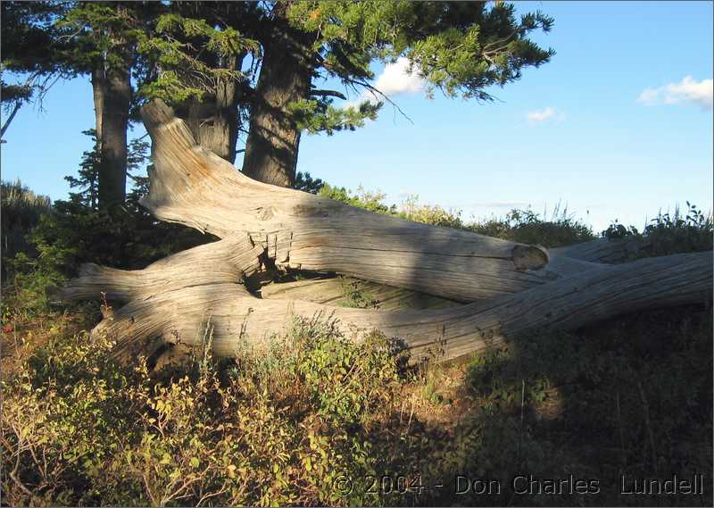 Fallen tree