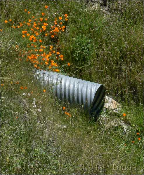 Poppies