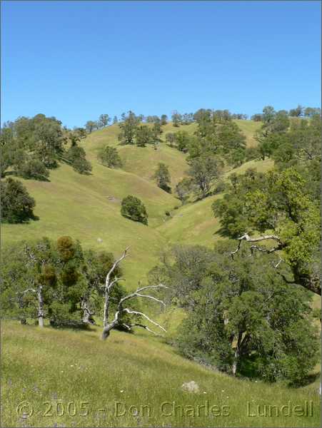 California oaks