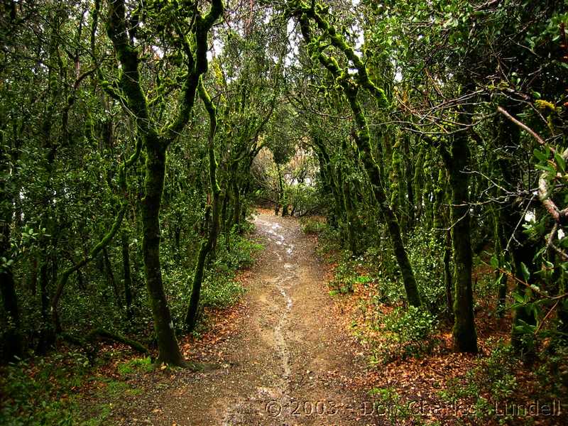 Descending the summit trail