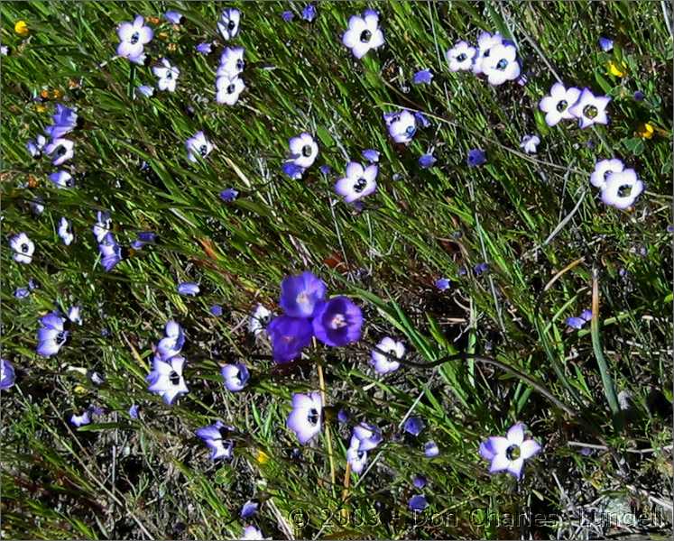 Wildflowers