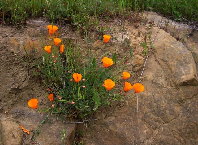 Poppies on a hillside