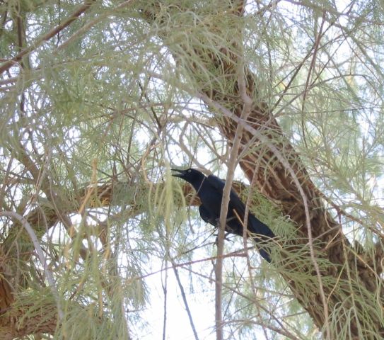 Blackbird, panting