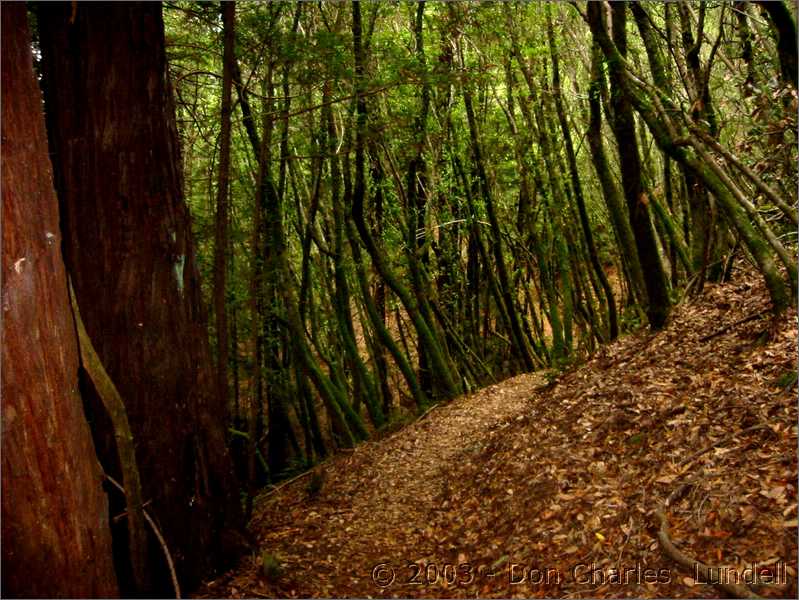 Mossy trail