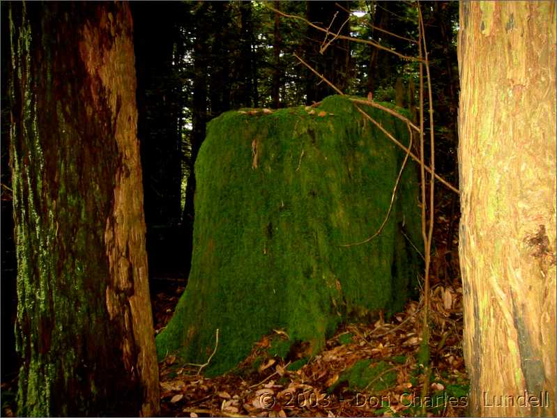 Mossy tree stump