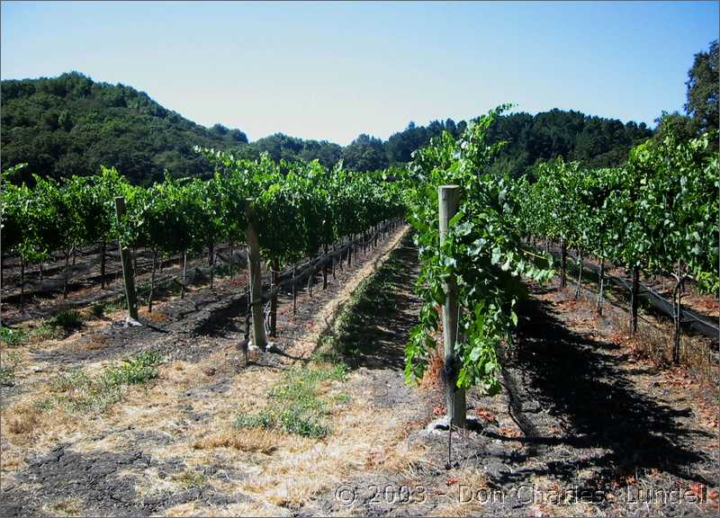 Vineyard