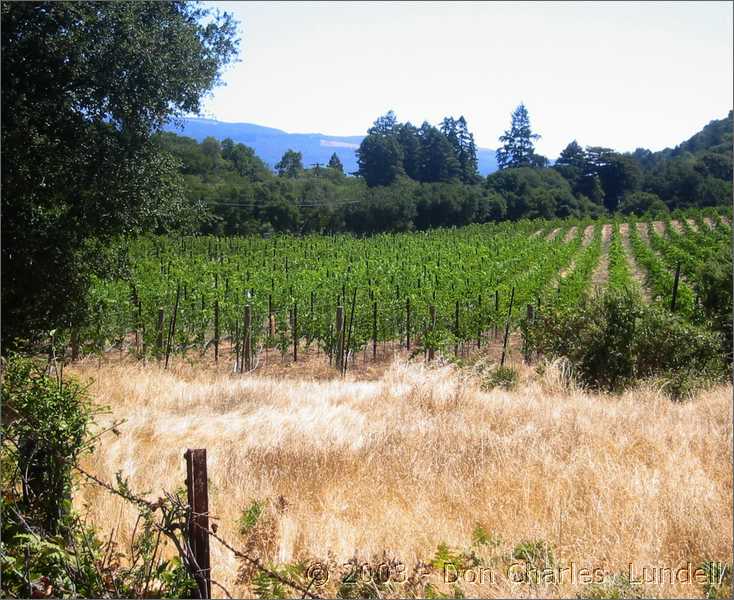 Sonoma vineyard