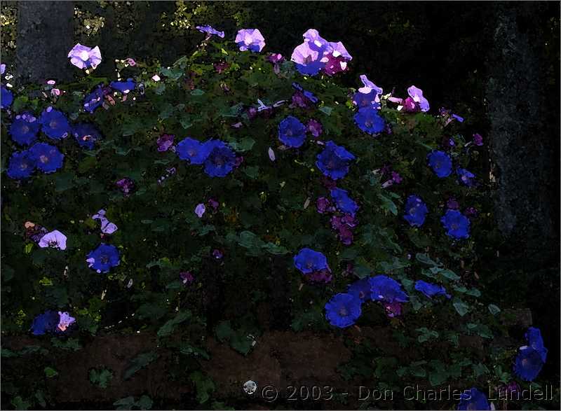 Morning glories