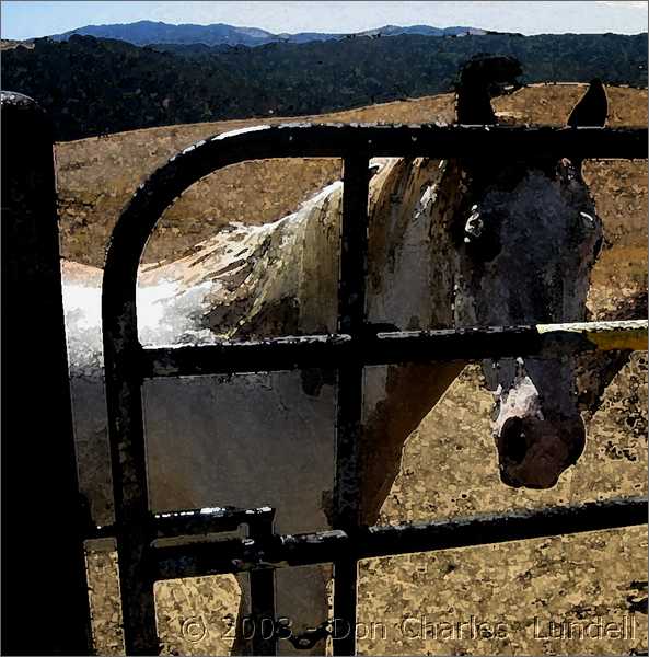 Horses guarding the gate