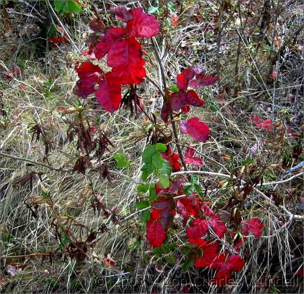 Autumn-red poison oak