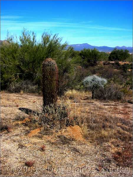 Short, fat cactus (turns into an alien at night)