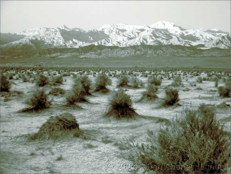 B&W cornfield