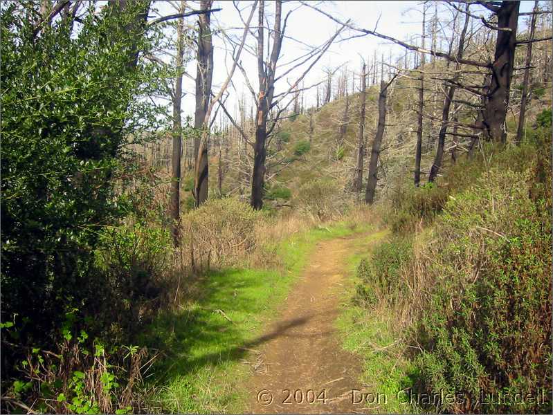 Damage from the Mt. Vision fire