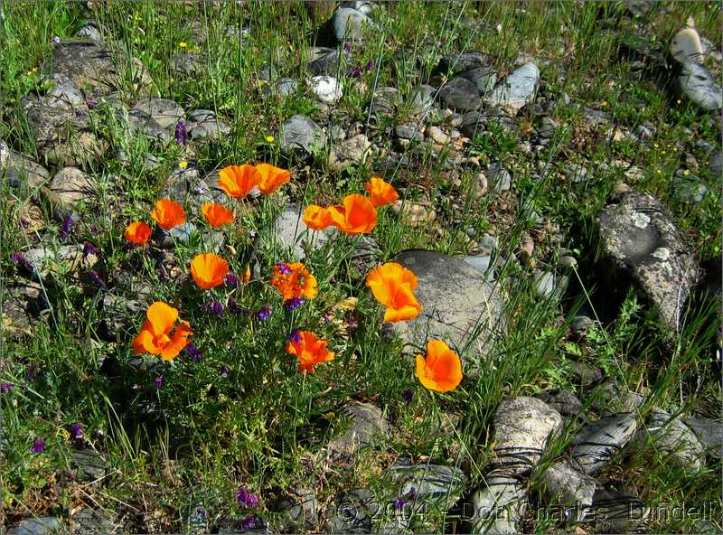 Wildflowers