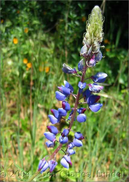 Lupine close-up