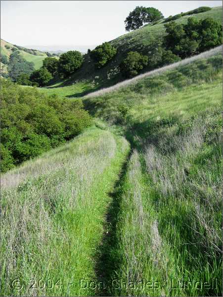 Grassy trail