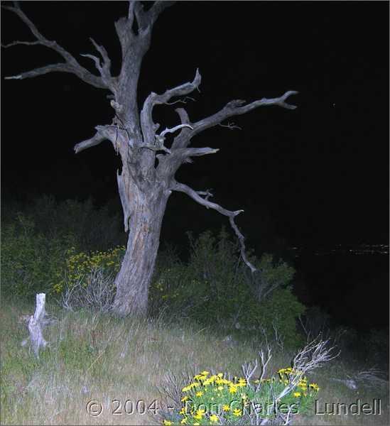 Ghostly tree