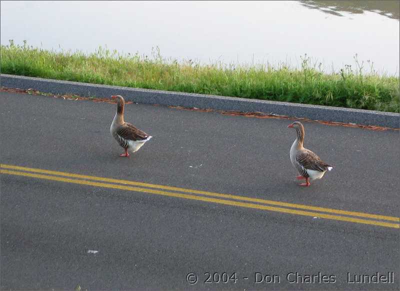 Graylag geese