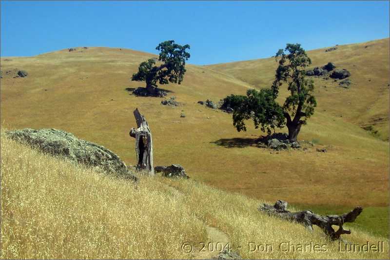 Oaks on a hill