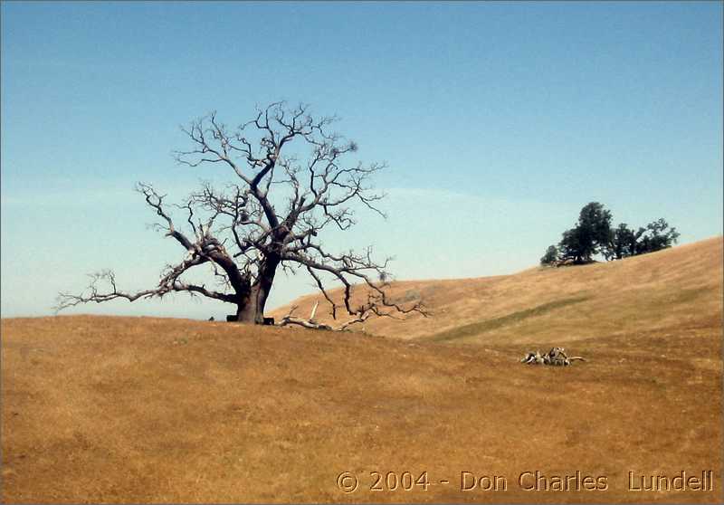 Bare oak