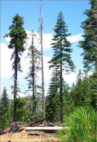 Tall trees