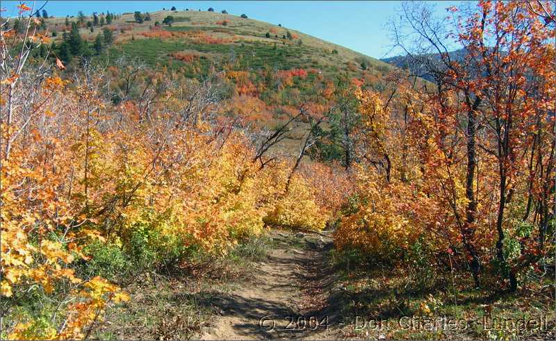 Back in the colorful trees