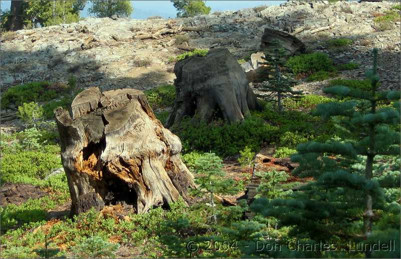 Tree stumps