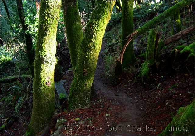 Lush trail