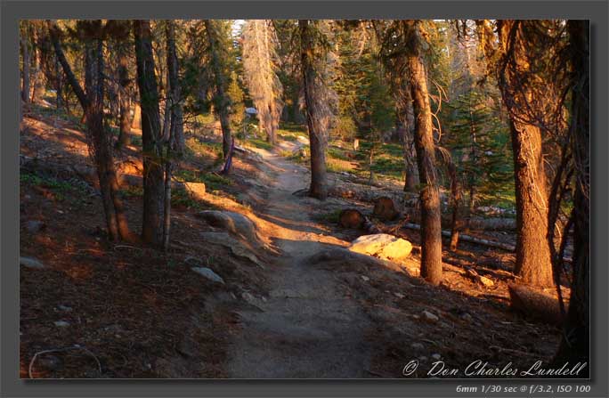 Running through the woods at magic hour